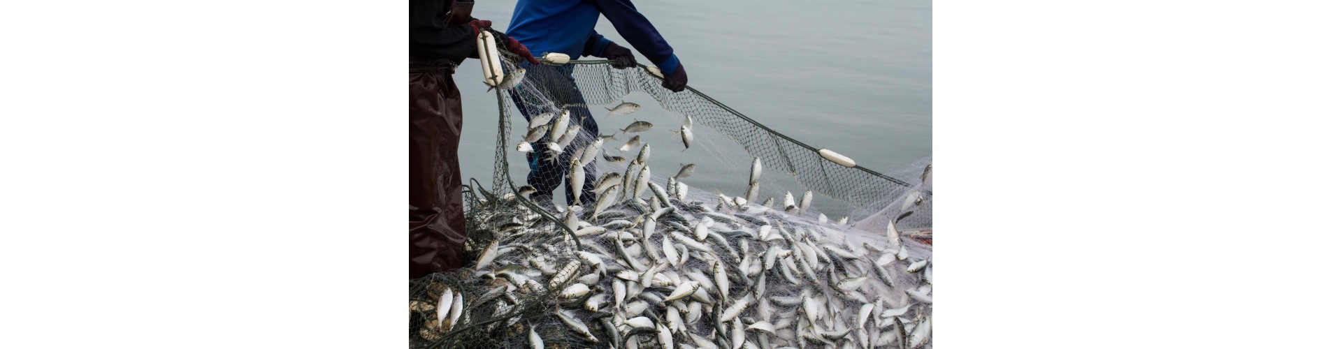 Из Китая с любовью: обычные рыболовные сети высокого качества