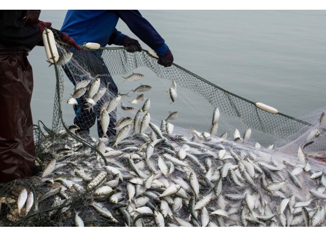 Из Китая с любовью: обычные рыболовные сети высокого качества