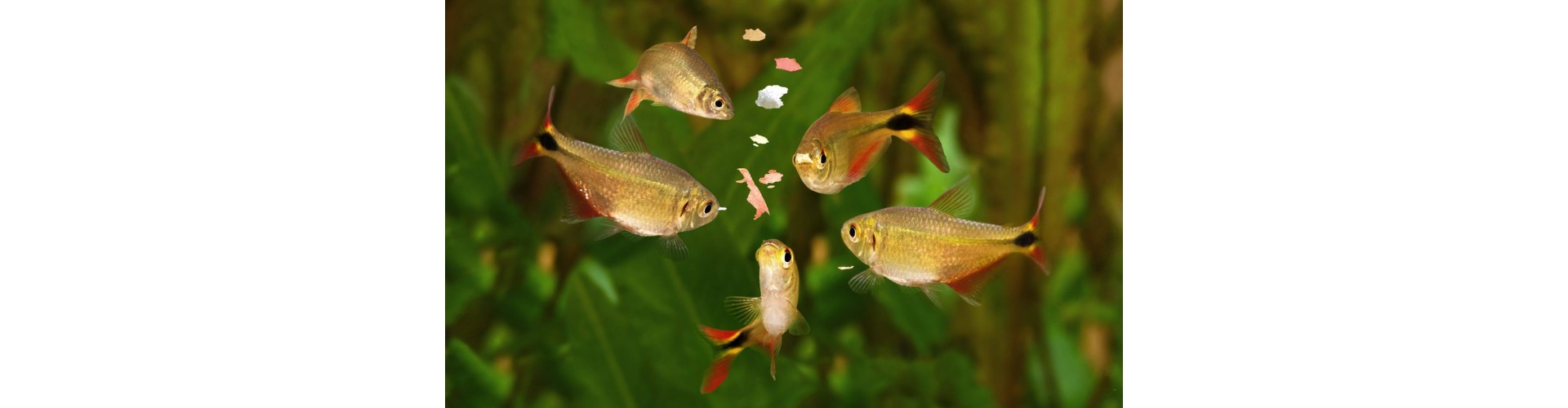 Научная перспектива: как работает прикормка на поведение рыб