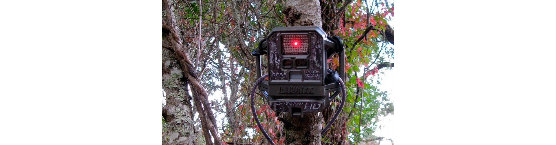 Трейловые камеры: Современные технологии на службе охотников